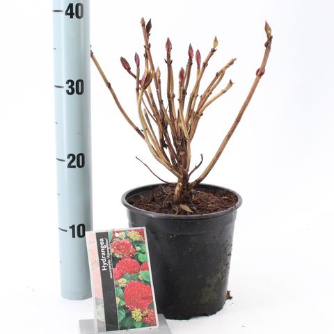 Hydrangea macrophylla GLOWING ALPS
