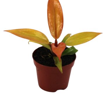 Philodendron 'Prince of Orange'