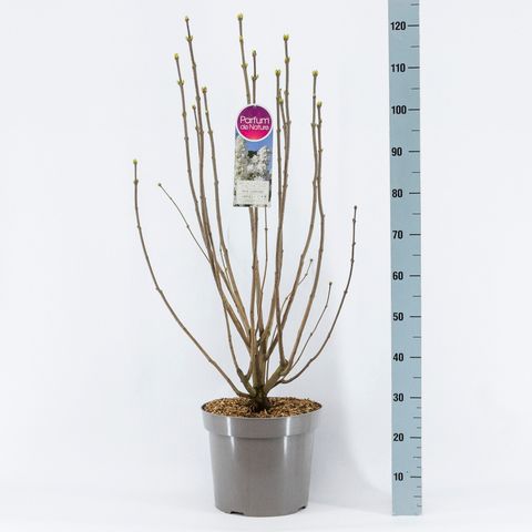 Syringa vulgaris 'Mme Lemoine'