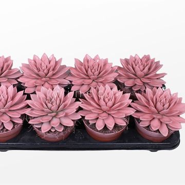 Echeveria agavoides PAINT PINK