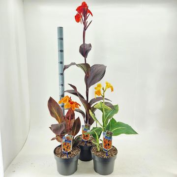 Canna TROPICANNA