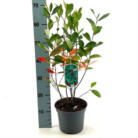 Aronia arbutifolia 'Brilliant'