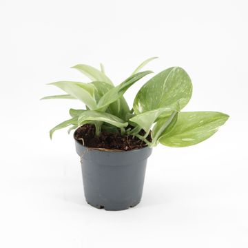 Scindapsus 'Rubicon'