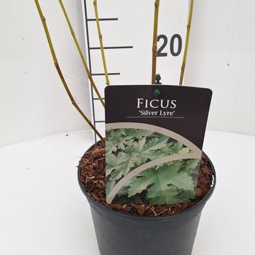 Ficus johannis afghanistanica 'Silver Lyre'