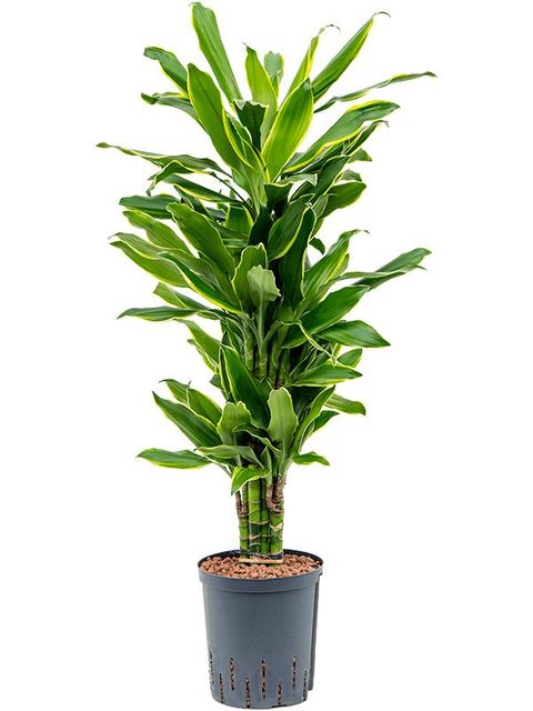 Dracaena fragrans 'Golden Coast'