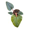 Philodendron squamiferum