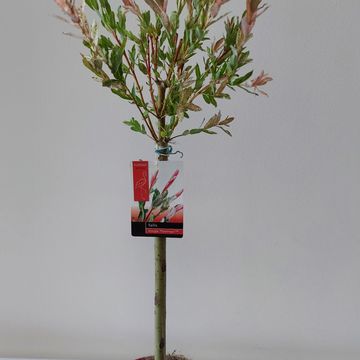 Salix integra 'Flamingo'