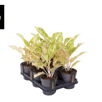 Aglaonema 'Avocado Sprinkles'