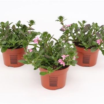 Scaevola SURDIVA PINK BLUE