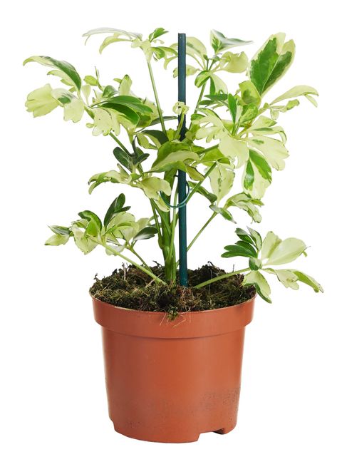 Schefflera arboricola 'Janine'