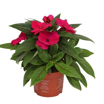 Impatiens COLORPOWER PURPLE BLUE