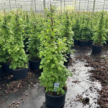 Hydrangea anomala petiolaris