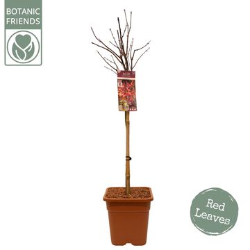 Acer palmatum 'Skeeter's Broom'