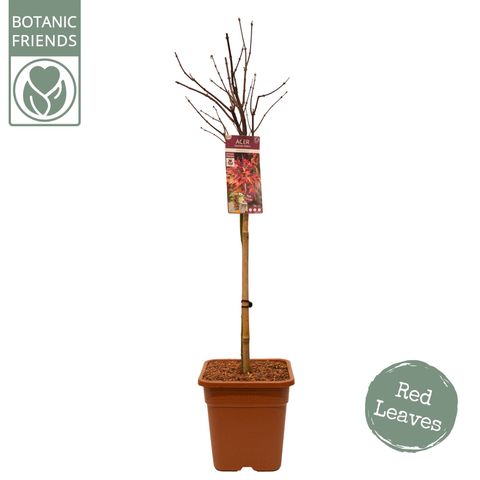 Acer palmatum 'Skeeter's Broom'