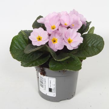 Primula 'Obsidian Rose Antique'