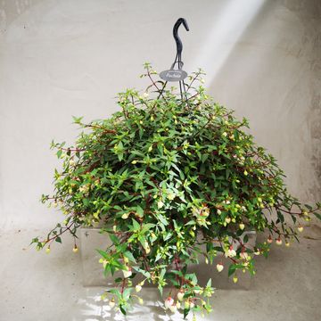 Fuchsia 'Harry Gray'