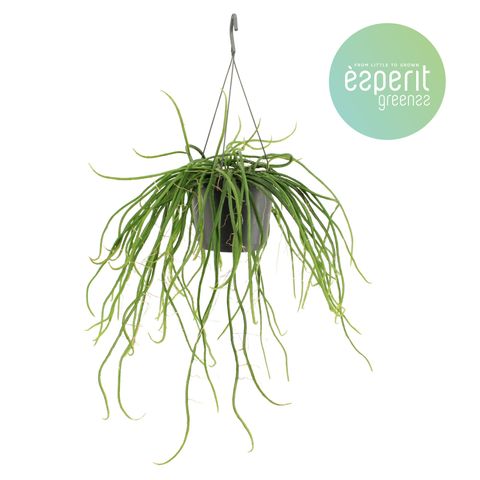 Selenicereus wercklei