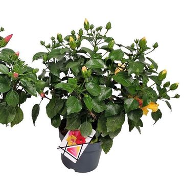 Hibiscus rosa-sinensis MIX