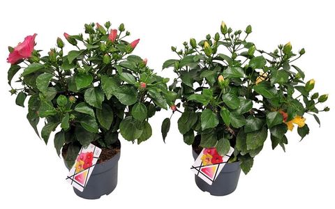 Hibiscus rosa-sinensis MIX