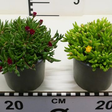 Delosperma cooperi MIX