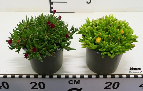 Delosperma cooperi MIX