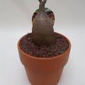 Petopentia natalensis