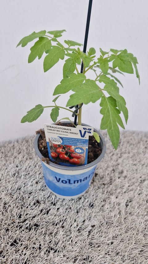 Solanum lycopersicum 'Starlias'