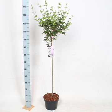 Syringa meyeri FLOWERFESTA WHITE