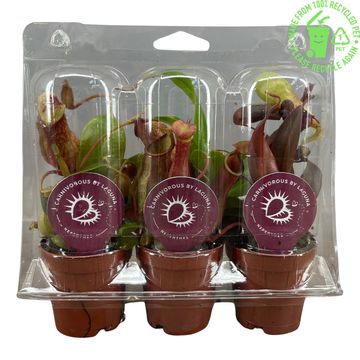 Nepenthes MIX