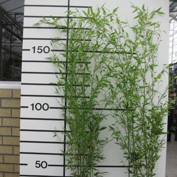 Phyllostachys bissetii