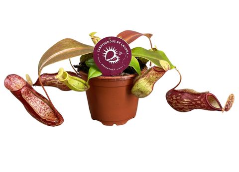 Nepenthes 'Gaya'