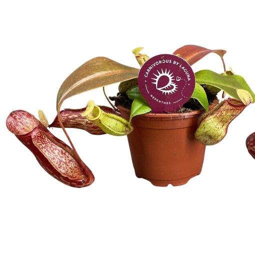 Nepenthes 'Gaya'