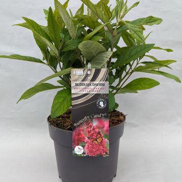 Buddleja davidii BUTTERFLY CANDY LITTLE RUBY