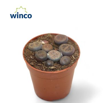 Lithops