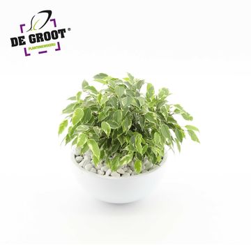 Düzenlemeler Ficus