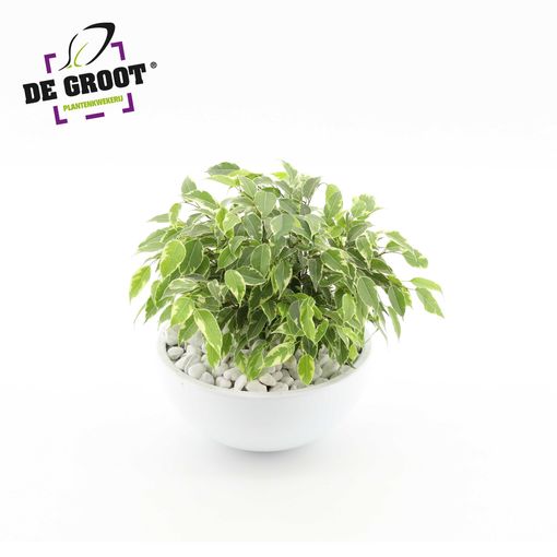 Arrangemang Ficus