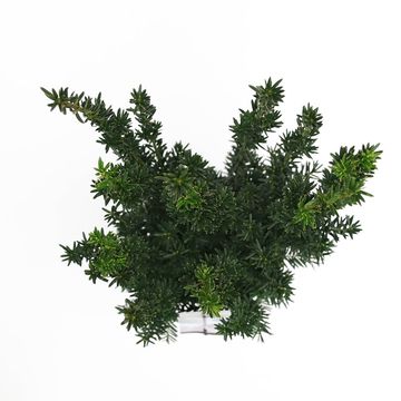 Taxus x media 'Hillii'