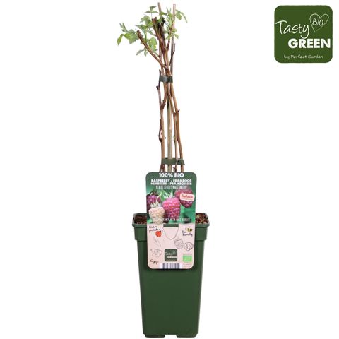 Rubus idaeus 'Naschmich'