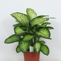 Dieffenbachia seguine LEMON TROPIC