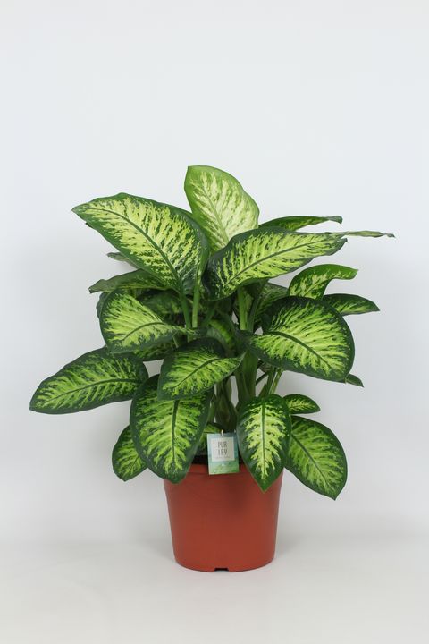 Dieffenbachia seguine LEMON TROPIC