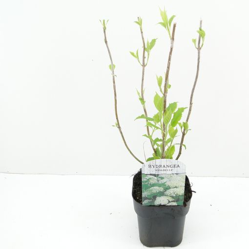 Hydrangea arborescens 'Annabelle' (Hooftman boomkwekerij)