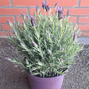 Lavandula stoechas