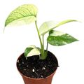 Monstera MINT