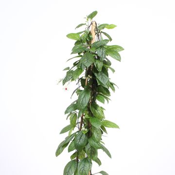 Clerodendrum thomsoniae