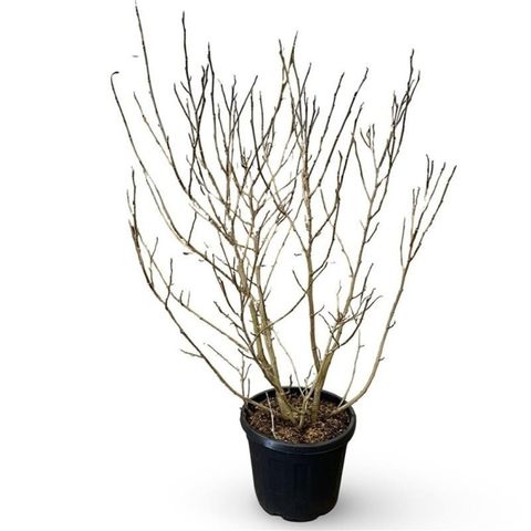 Magnolia sieboldii