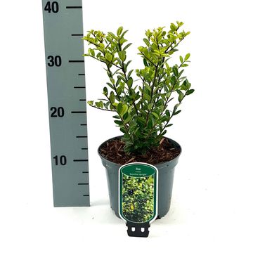 Ilex crenata 'Caroline Upright'