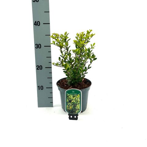 Ilex crenata 'Caroline Upright'
