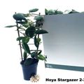 Hoya calycina 'Stargazer'