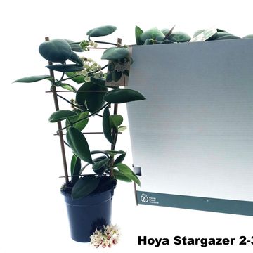 Hoya calycina 'Stargazer'