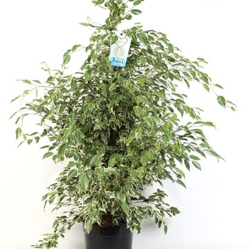 Ficus benjamina 'Starlight'